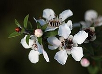 Manuka Honey