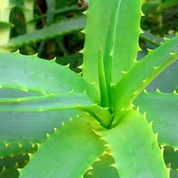 The Uses & Benefits of Aloe Vera